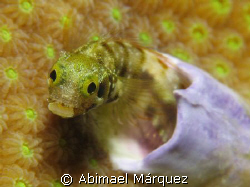 Hello, welcome to my home, Bonaire. by Abimael Márquez 